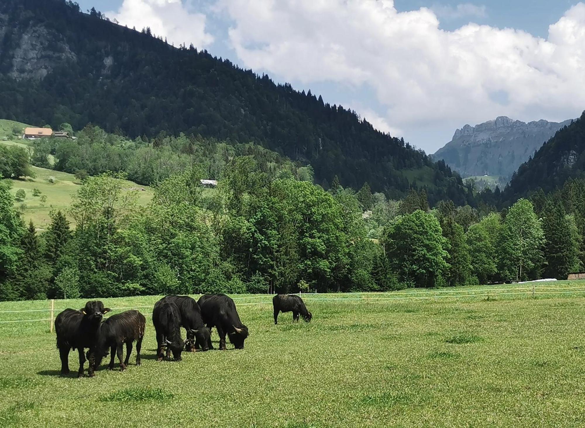 Gasthof Kreuz Marbach Dış mekan fotoğraf